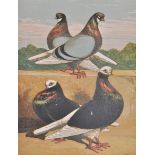 WB TEGETMEIER 1868 BOOK ON PIGEONS - COLOUR PLATES BY HARRISON