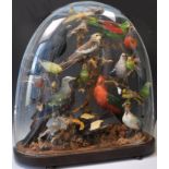 LARGE AUSTRALIAN TAXIDERMY EXOTIC BIRD DISPLAY IN GLASS DOME.