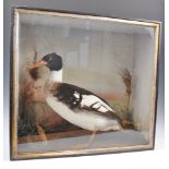 TAXIDERMY INTEREST FRAMED EXAMPLE OF A RED BREASTED MERGANSER.