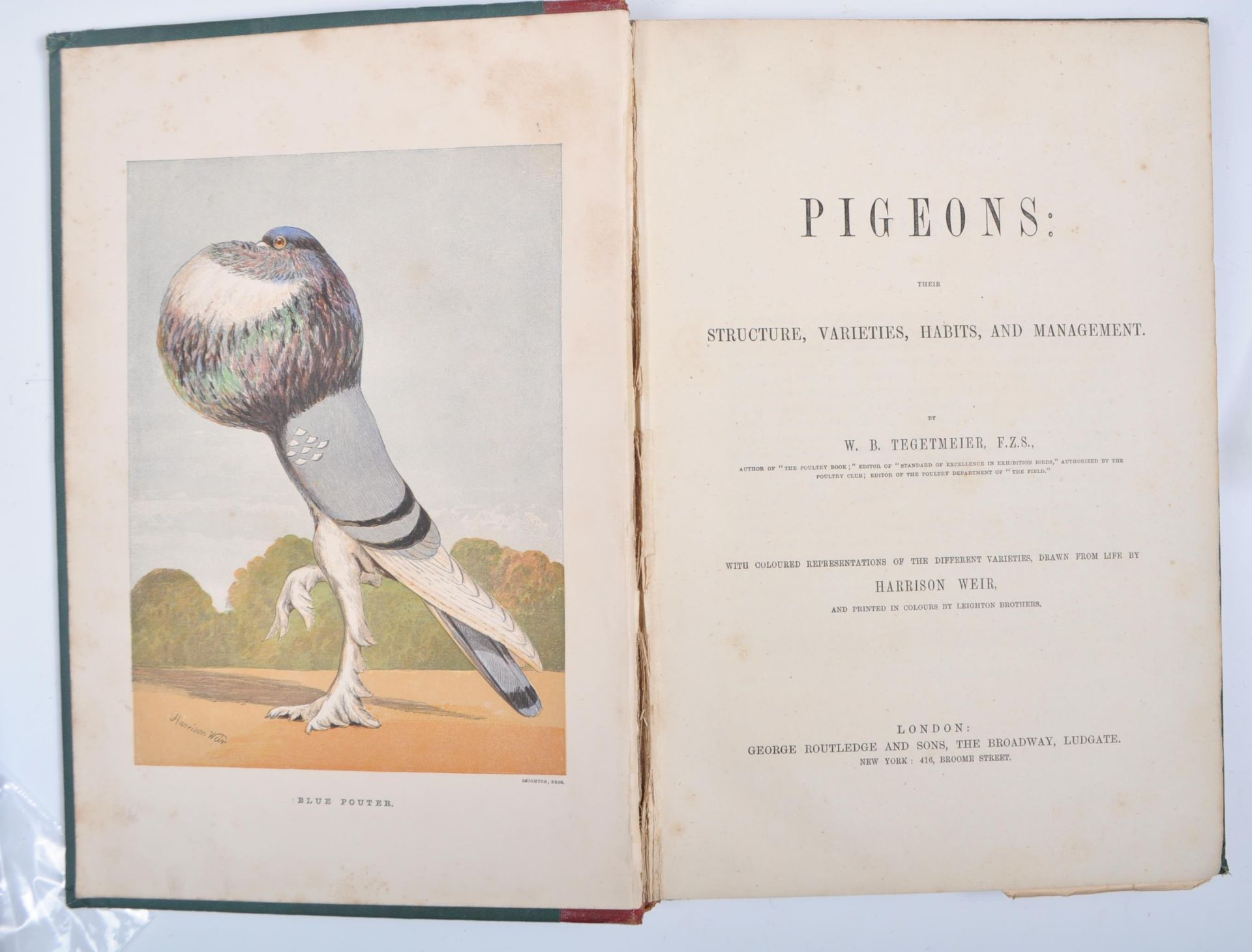 WB TEGETMEIER 1868 BOOK ON PIGEONS - COLOUR PLATES BY HARRISON - Bild 4 aus 8