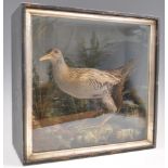 TAXIDERMY INTEREST FRAMED EXAMPLE OF A WATER RAIL BIRD.