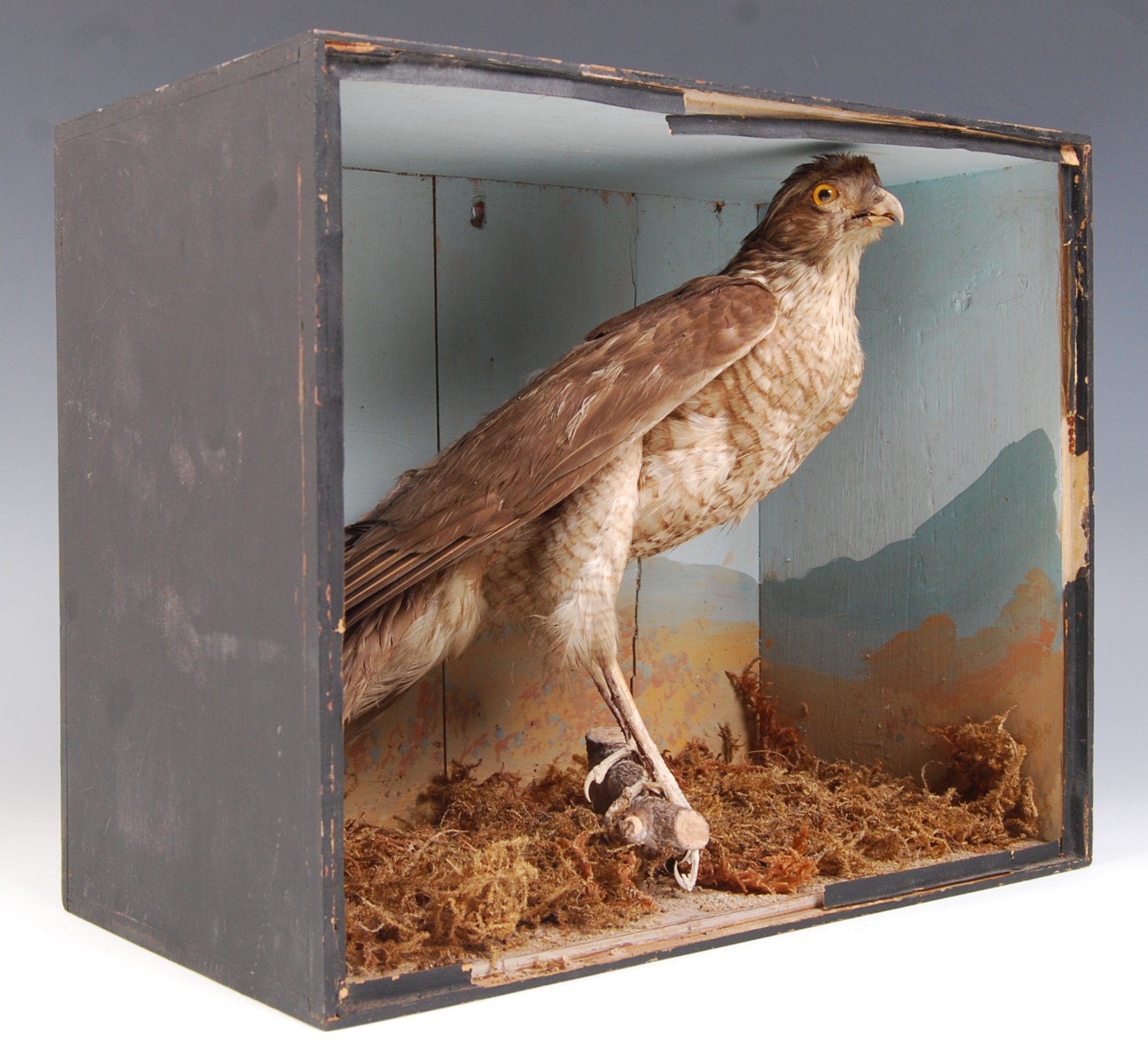 TAXIDERMY EARLY 20TH CENTURY CASED SPARROWHAWK - Image 4 of 5