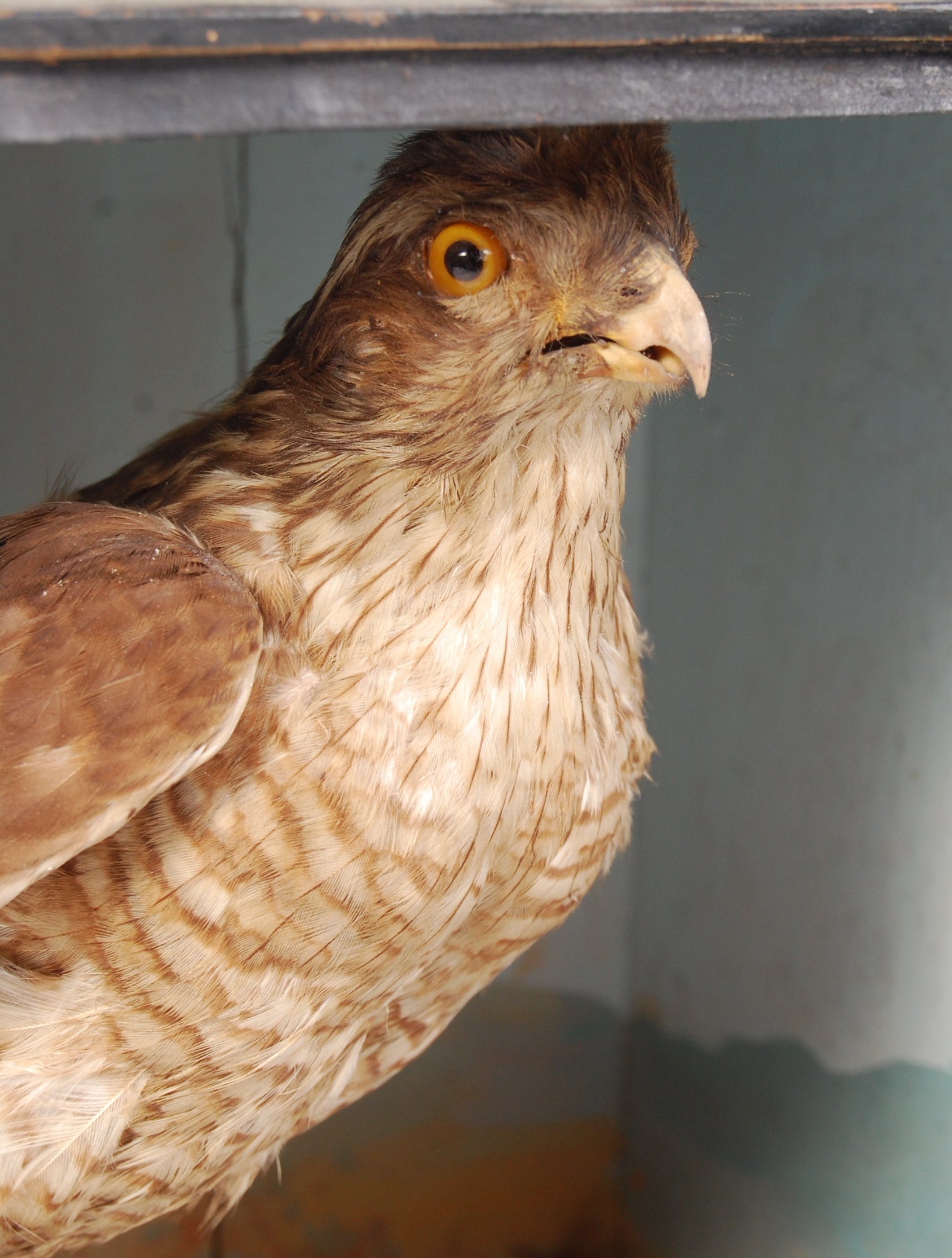 TAXIDERMY EARLY 20TH CENTURY CASED SPARROWHAWK - Image 2 of 5