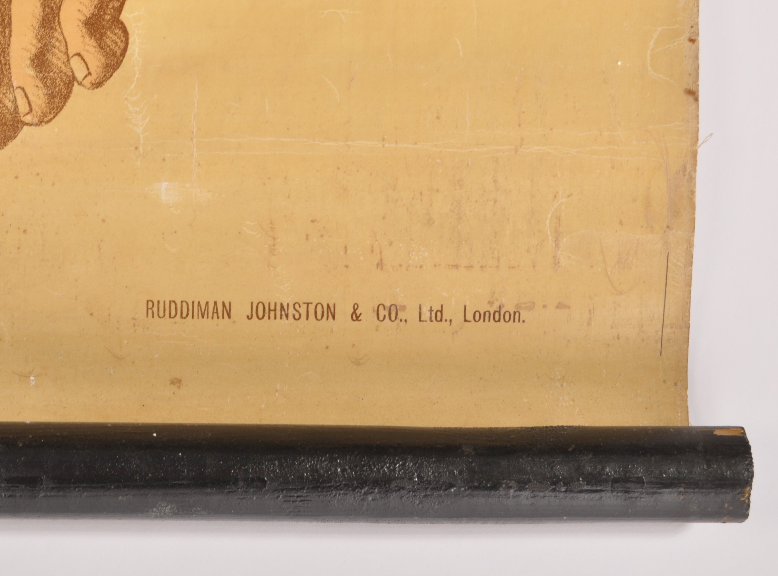 EARLY 20TH CENTURY RUDDIMAN JOHNSTON & CO LTD ANAT - Image 4 of 5