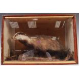 EARLY 20TH CENTURY ANTIQUE VINTAGE TAXIDERMY YOUNG