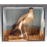 TAXIDERMY EARLY 20TH CENTURY CASED SPARROWHAWK