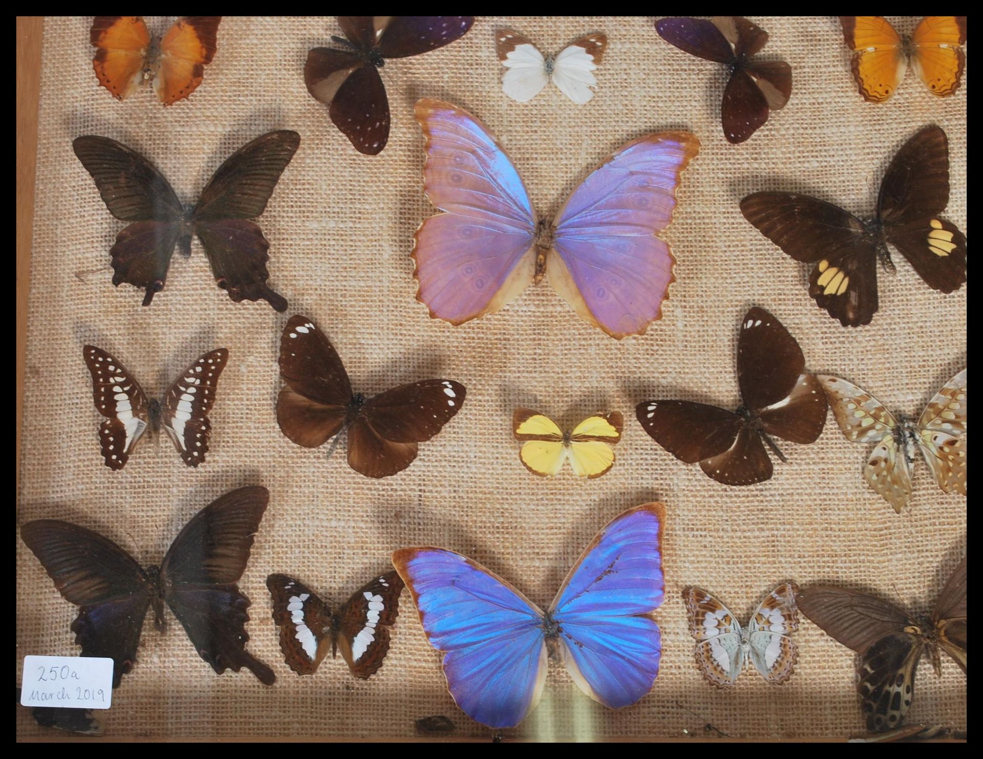 Entomology - A collection of taxidermy butterfly s - Bild 5 aus 6