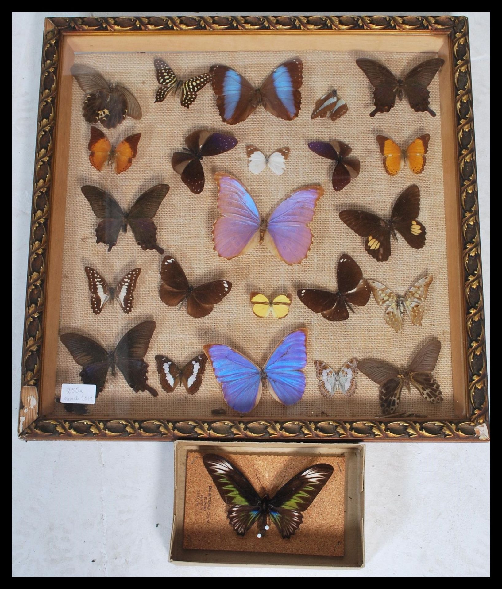 Entomology - A collection of taxidermy butterfly s