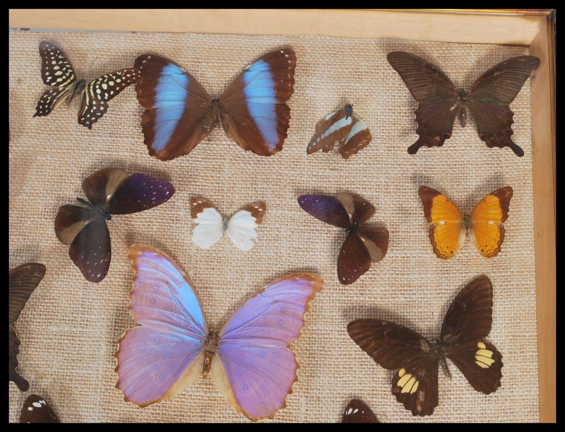 Entomology - A collection of taxidermy butterfly s - Bild 3 aus 6