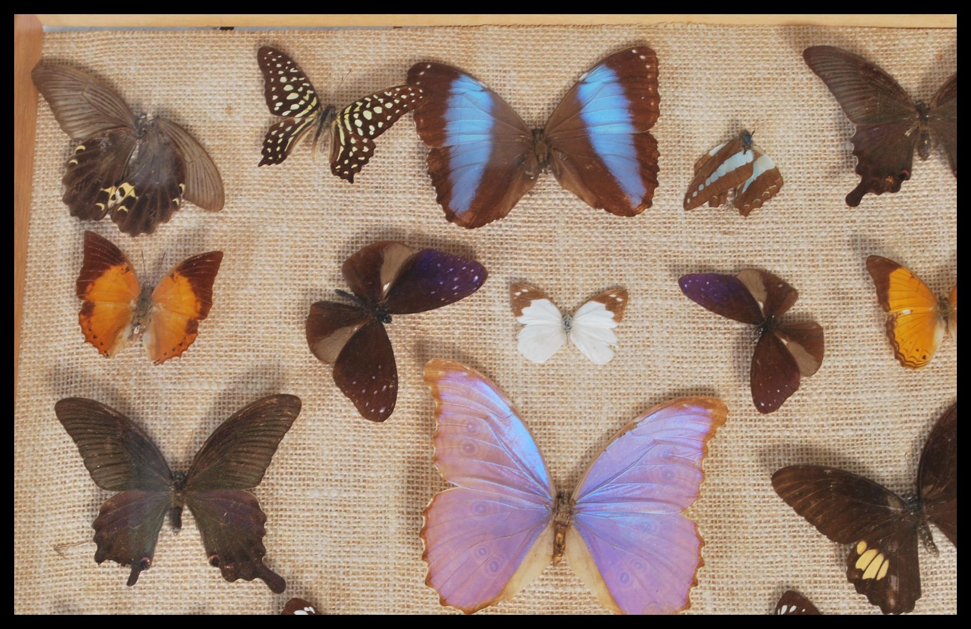 Entomology - A collection of taxidermy butterfly s - Bild 2 aus 6