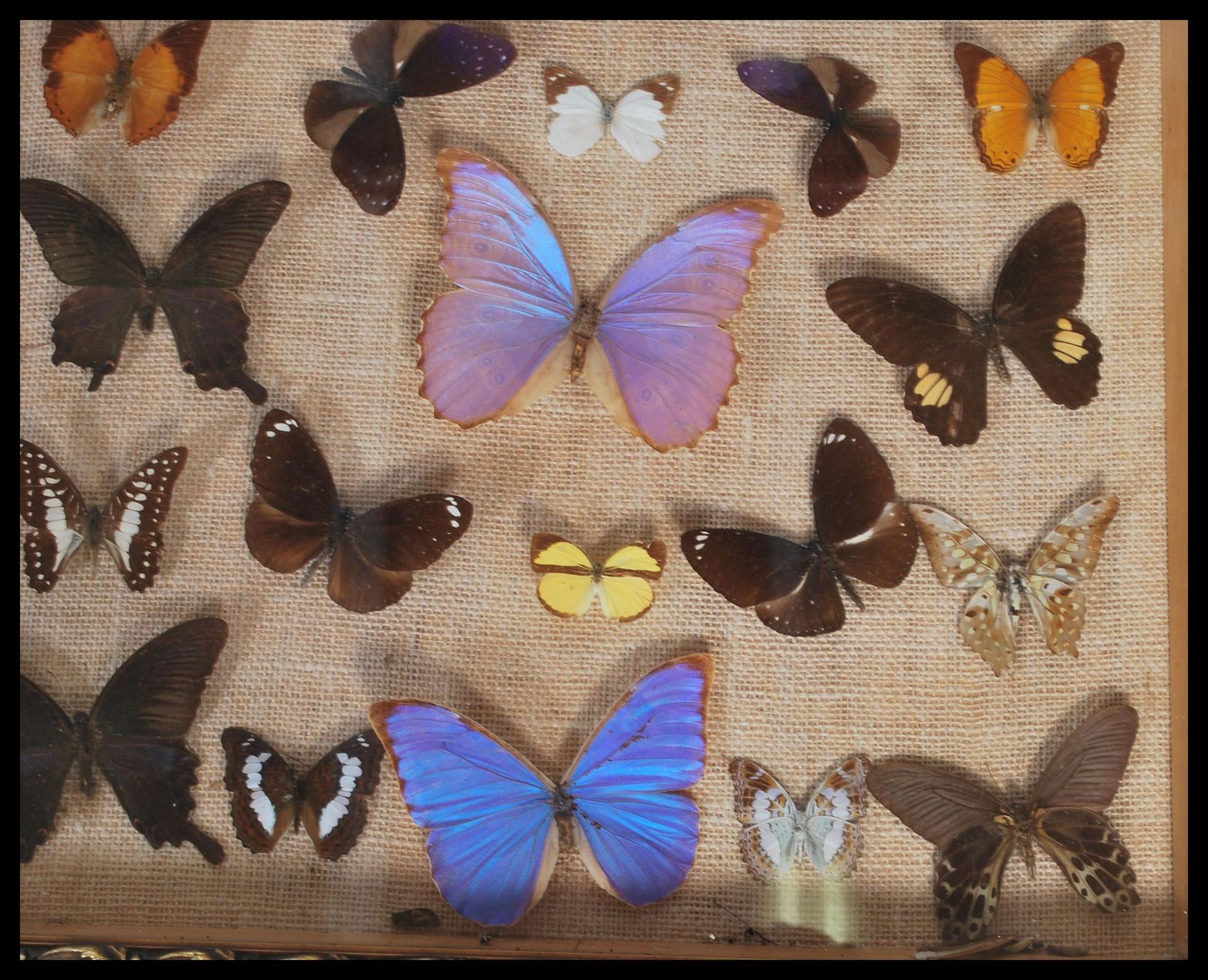Entomology - A collection of taxidermy butterfly s - Bild 4 aus 6
