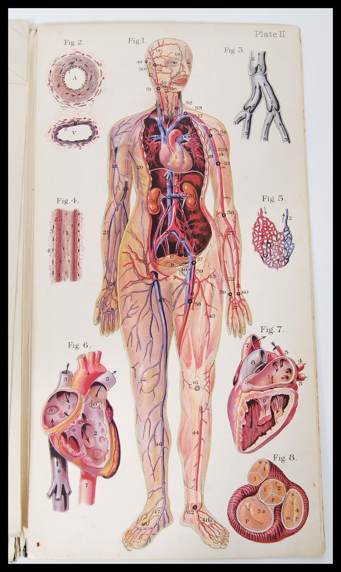 Two early 20th Century Baillieres Female and Male anatomy / anatomical reference books retaining all - Image 4 of 4