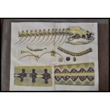 An unusual 20th century wooden framed anatomical print depiction of a snake appearing to a plate