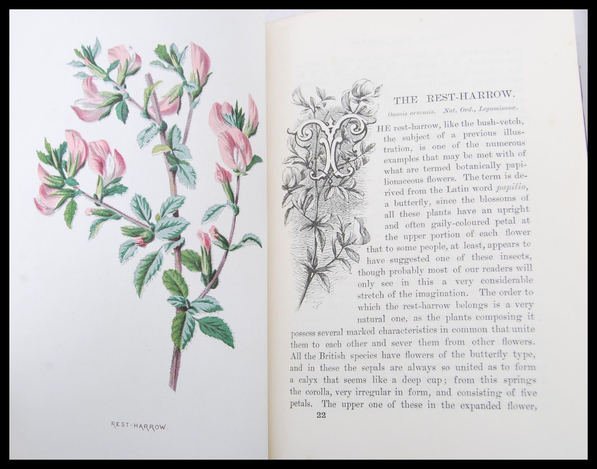 Four botany related books entitled 'Familiar Wild Flowers' in four volumes by F. Edward Hulme - Image 5 of 6