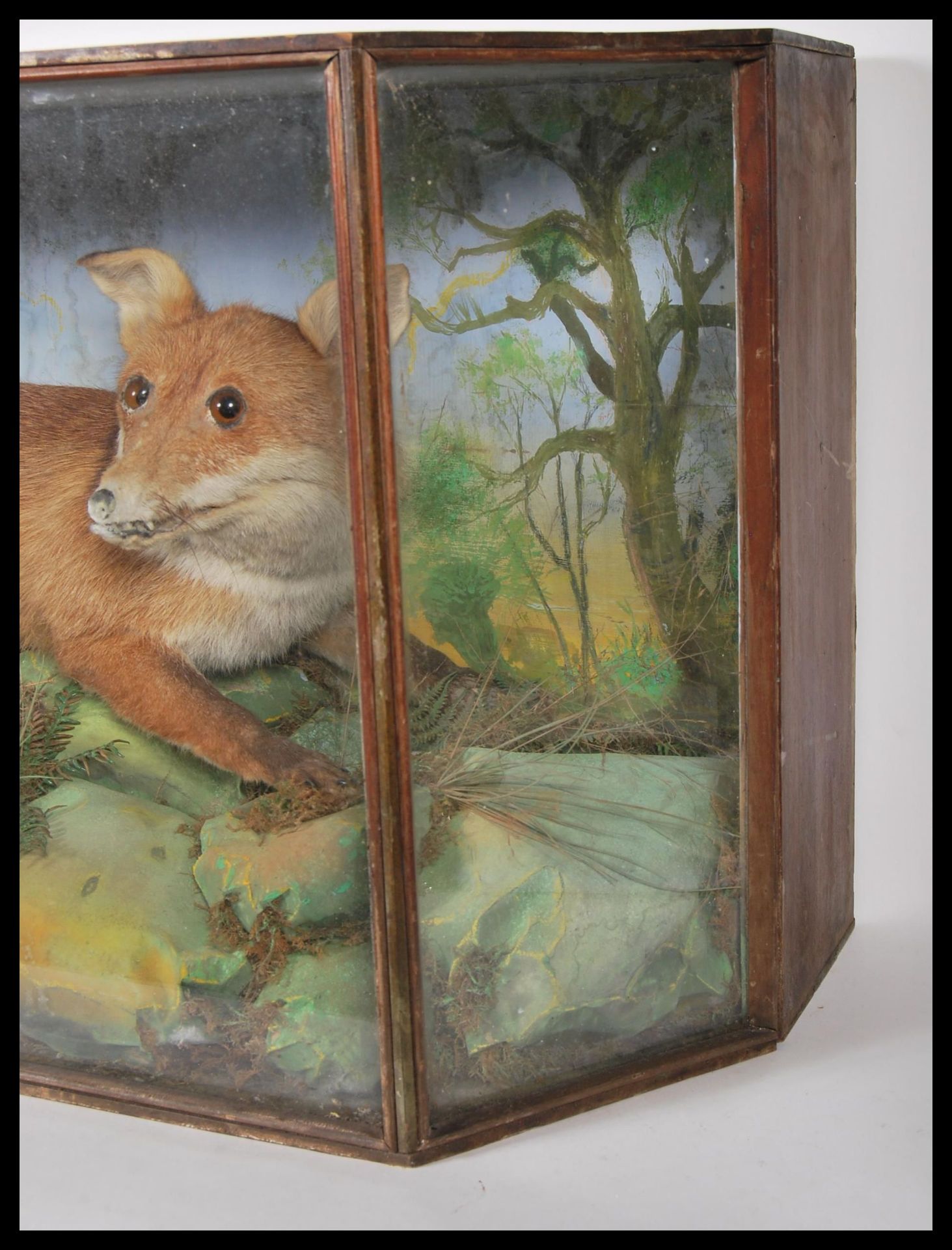 A 20th century glass front and sided cabinet enclosing a taxidermy study of a fox in a - Bild 6 aus 6