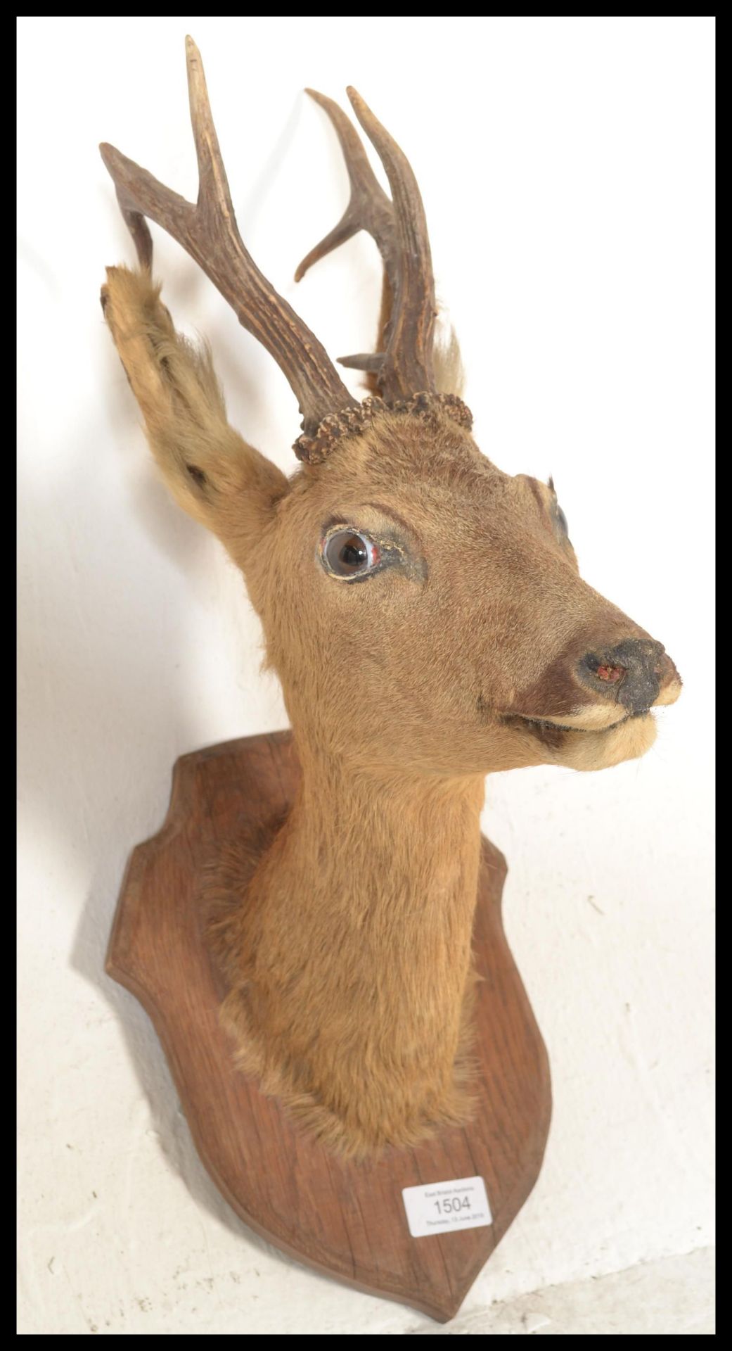 A vintage 20th Century French taxidermy young buck deer bust with six point antlers set to an