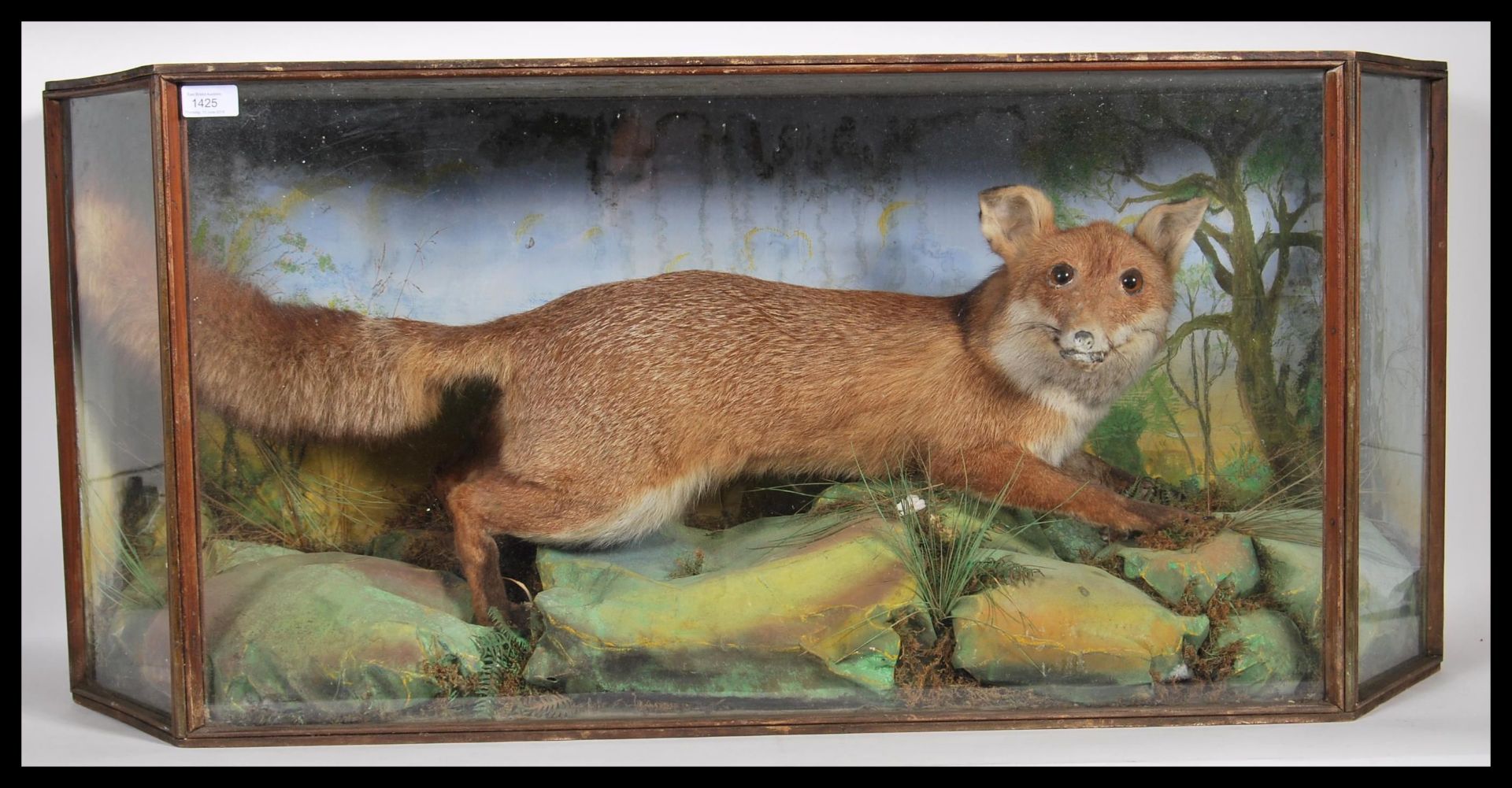 A 20th century glass front and sided cabinet enclosing a taxidermy study of a fox in a - Bild 2 aus 6