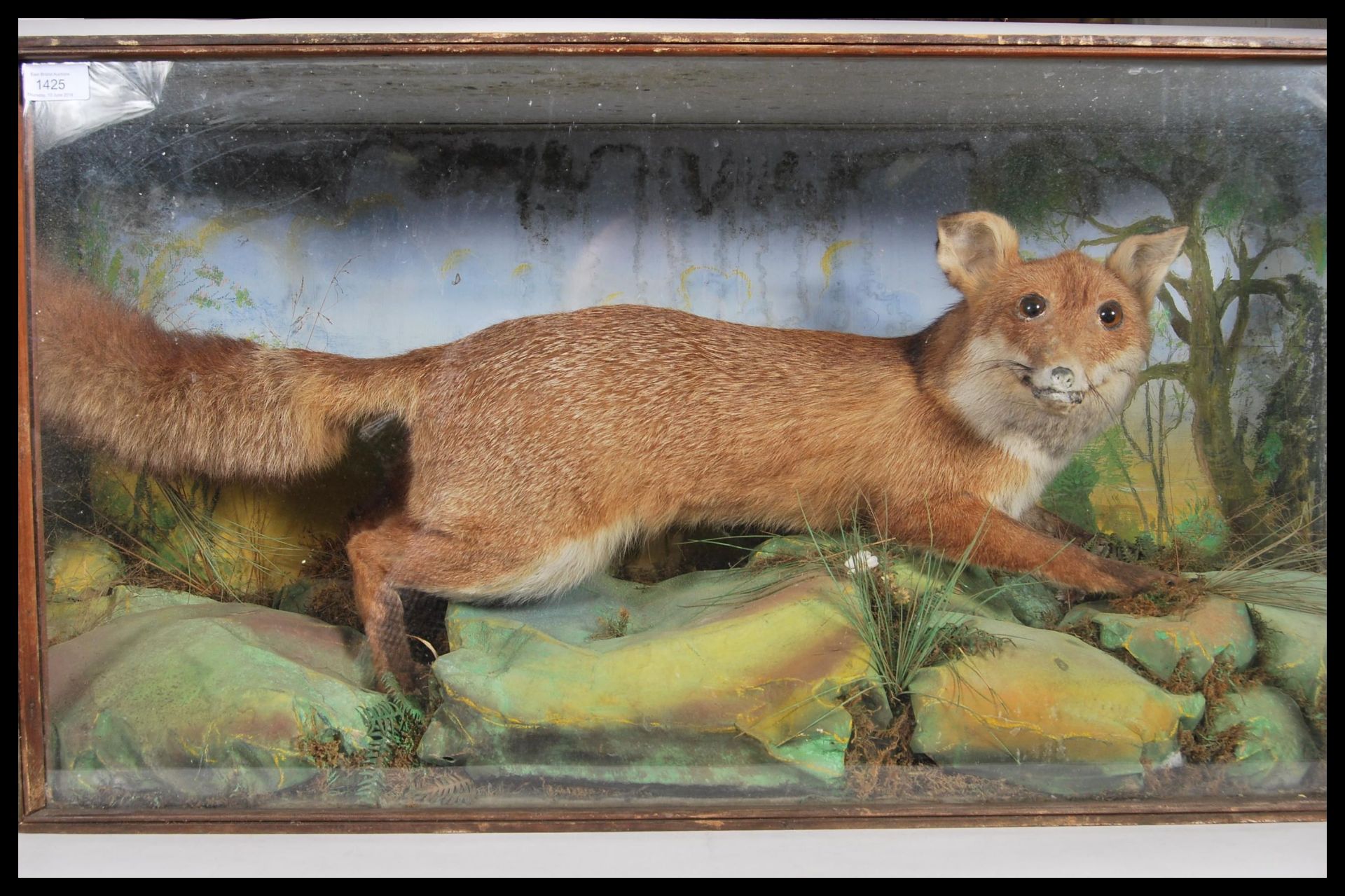 A 20th century glass front and sided cabinet enclosing a taxidermy study of a fox in a