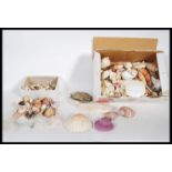 A large collection of seashell to include various specimen of sea snail, corals, clam's, conch