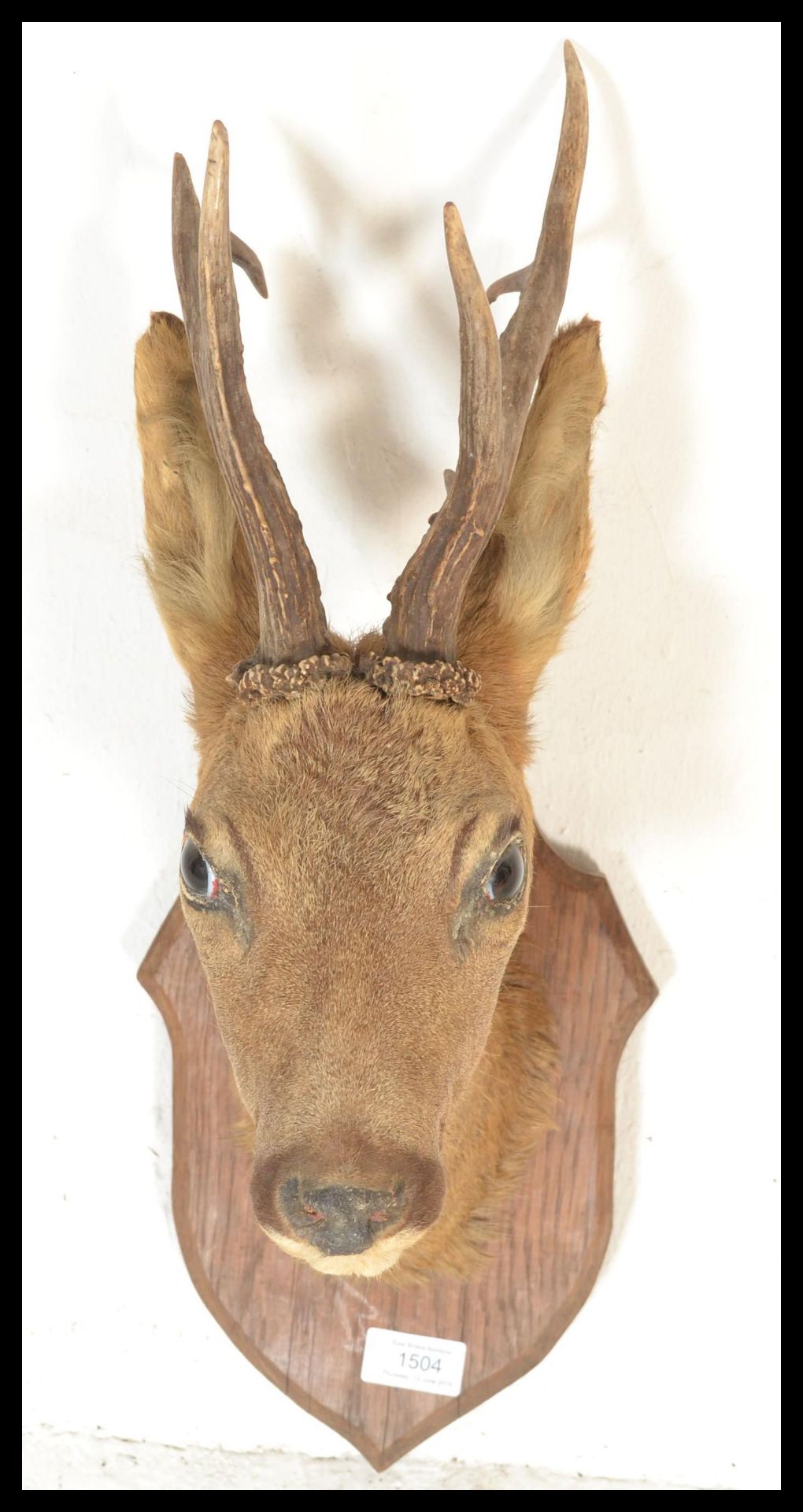A vintage 20th Century French taxidermy young buck deer bust with six point antlers set to an - Bild 2 aus 4