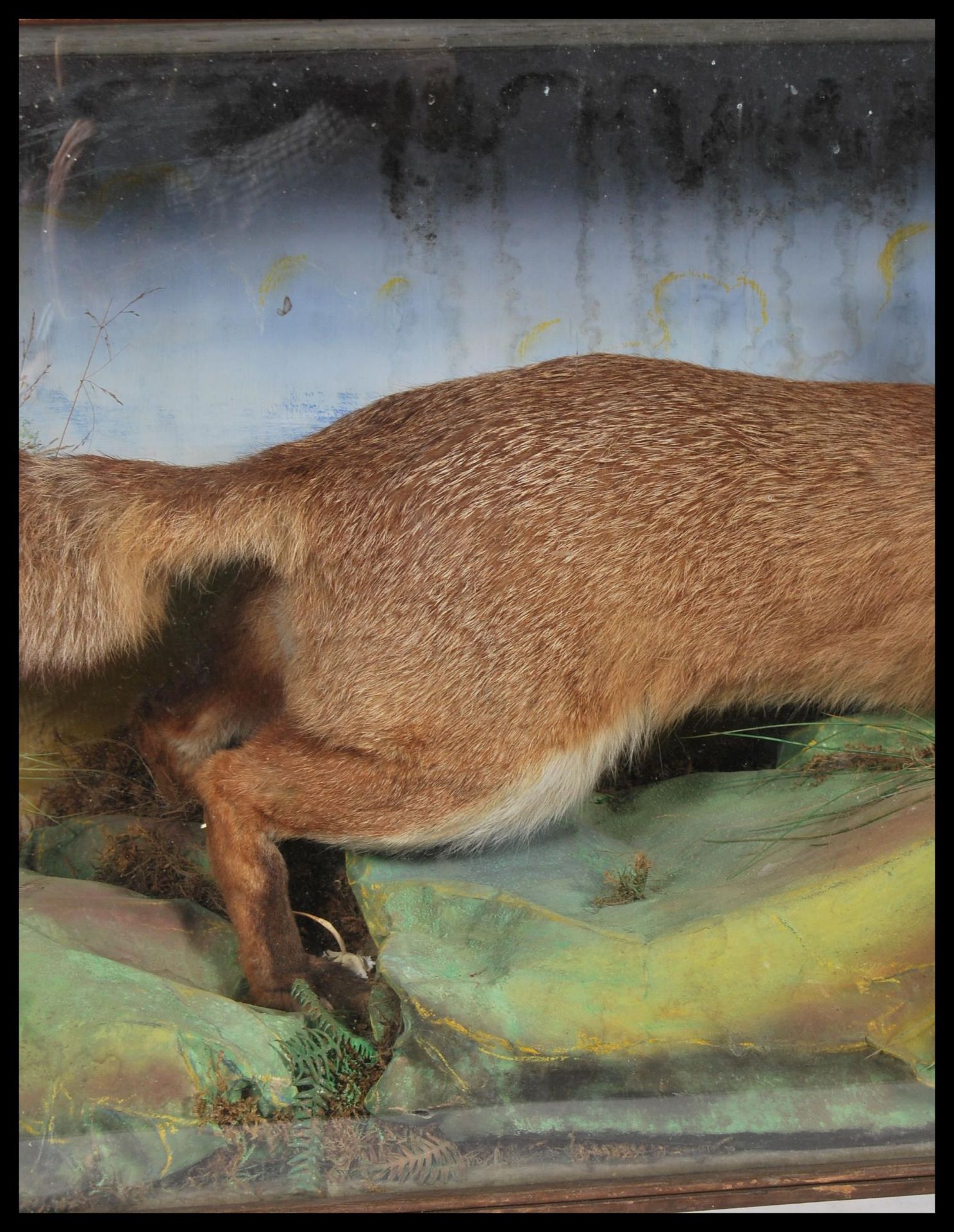 A 20th century glass front and sided cabinet enclosing a taxidermy study of a fox in a - Bild 4 aus 6