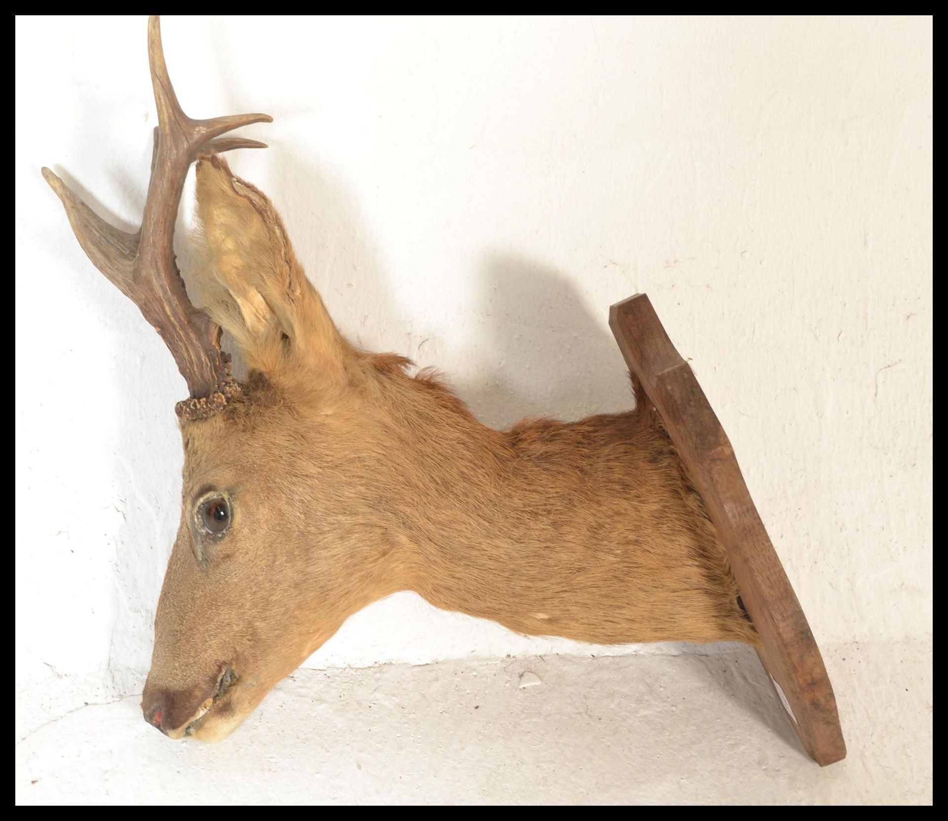 A vintage 20th Century French taxidermy young buck deer bust with six point antlers set to an - Bild 3 aus 4