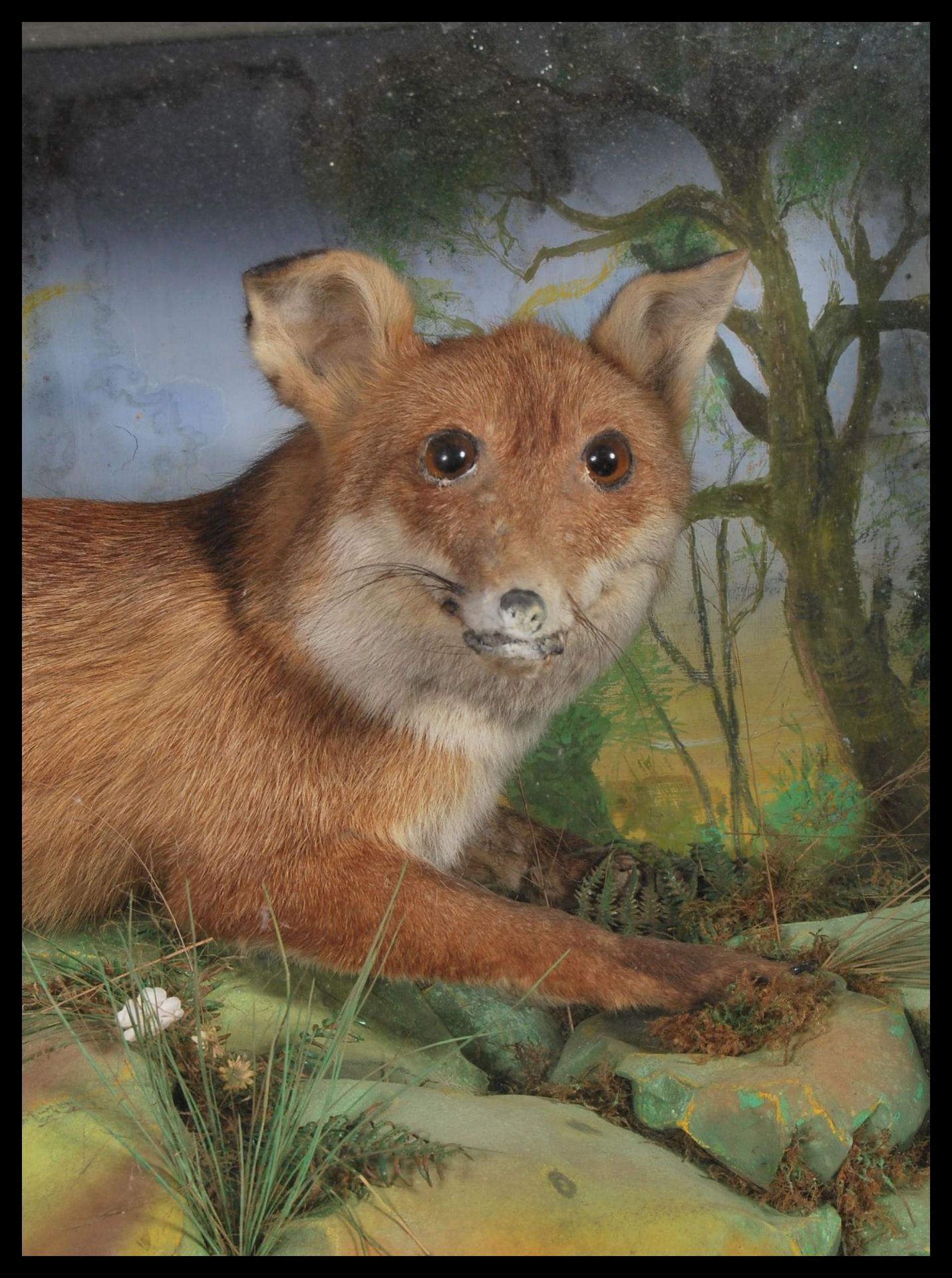 A 20th century glass front and sided cabinet enclosing a taxidermy study of a fox in a - Bild 5 aus 6