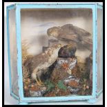 A 19th century Victorian cased Taxidermy example of a pair of Kestrels. Set to a naturalistic plinth