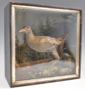 TAXIDERMY INTEREST FRAMED EXAMPLE OF A WATER RAIL