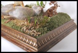 An early 20th century cased taxidermy study of a w