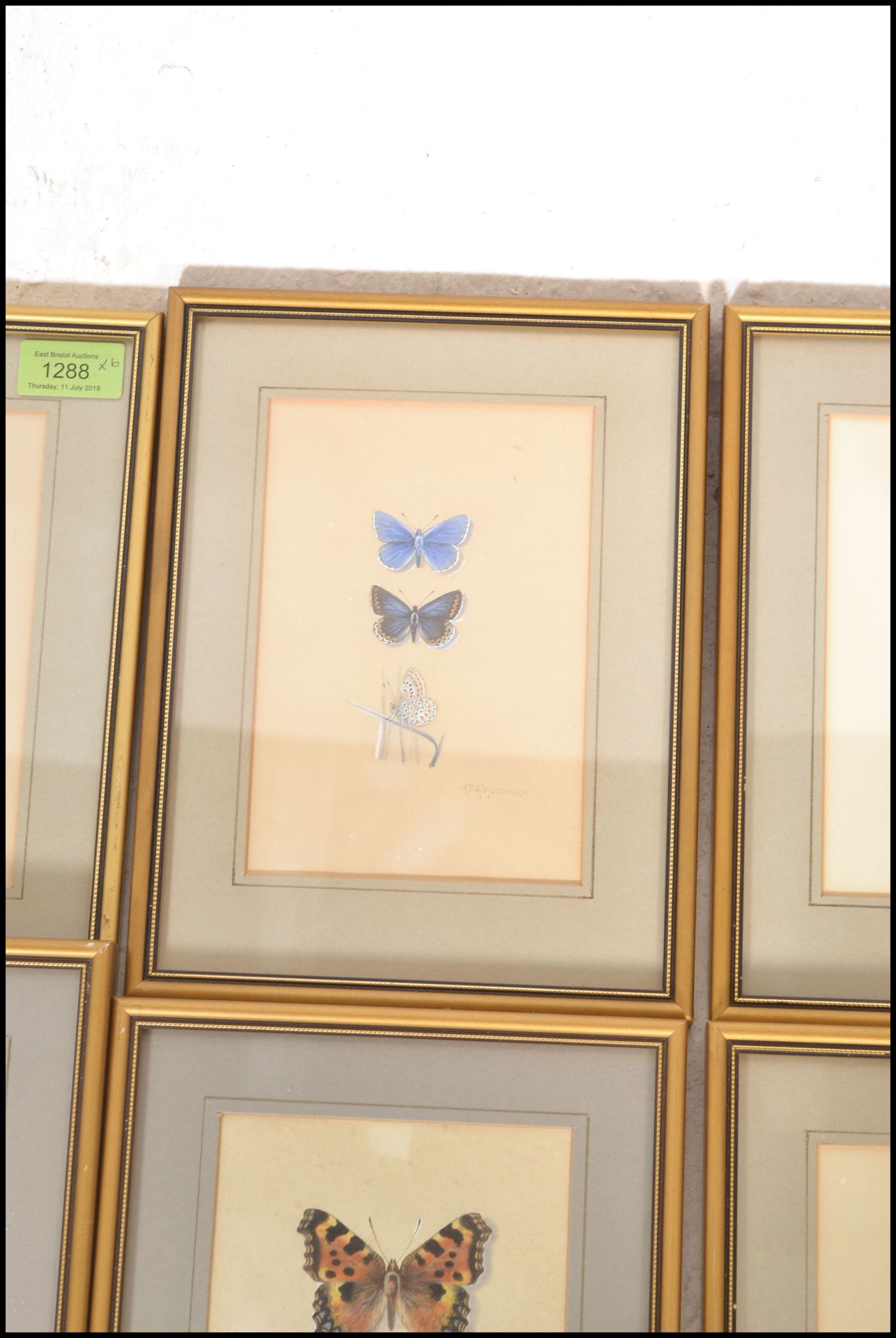 A collection of 6 detailed gouache painting /  studies of butterflies signed to the bottom right ADA - Image 5 of 7