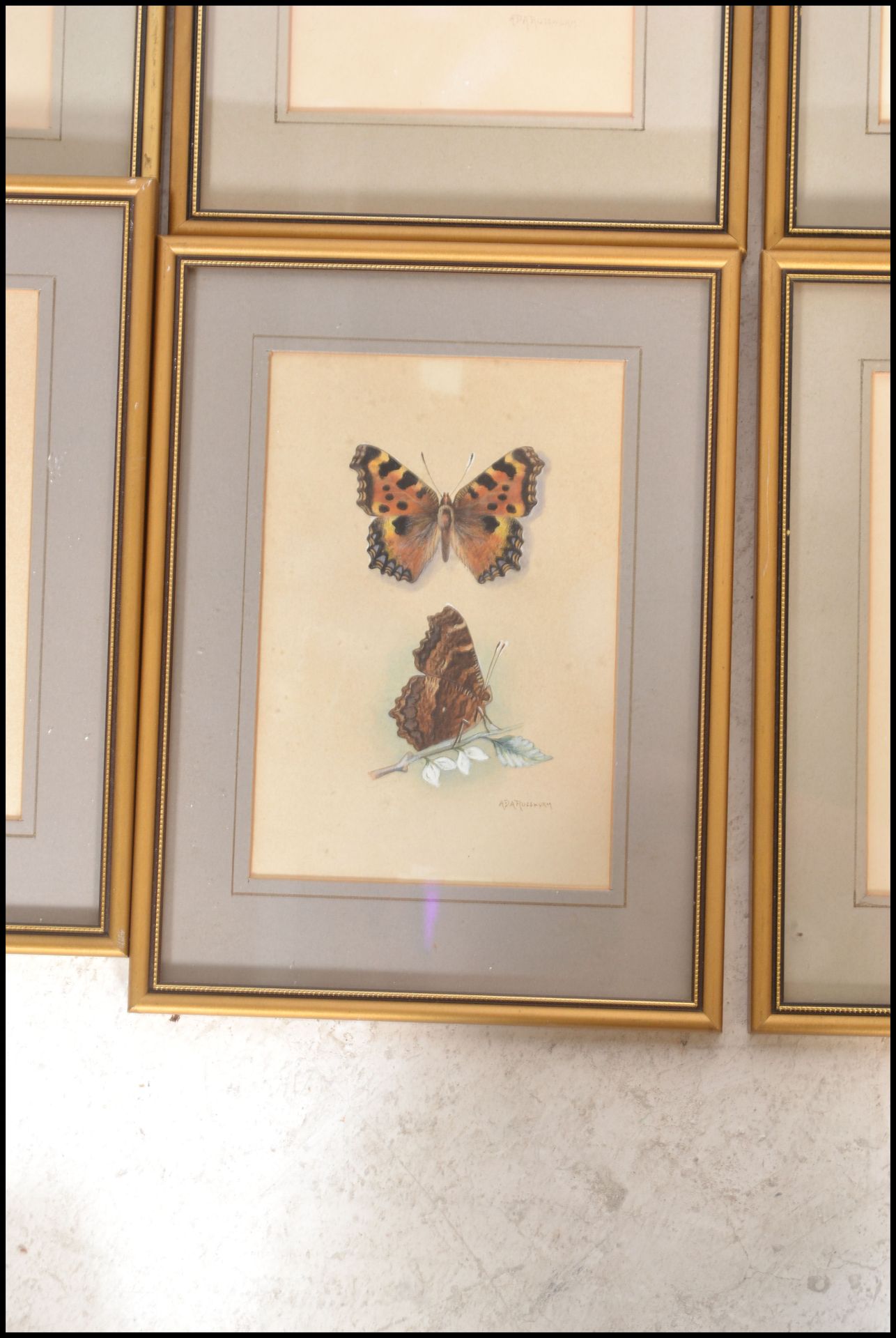A collection of 6 detailed gouache painting /  studies of butterflies signed to the bottom right ADA - Image 4 of 7