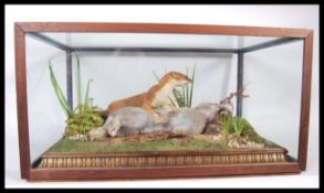 An early 20th century cased taxidermy study of a w