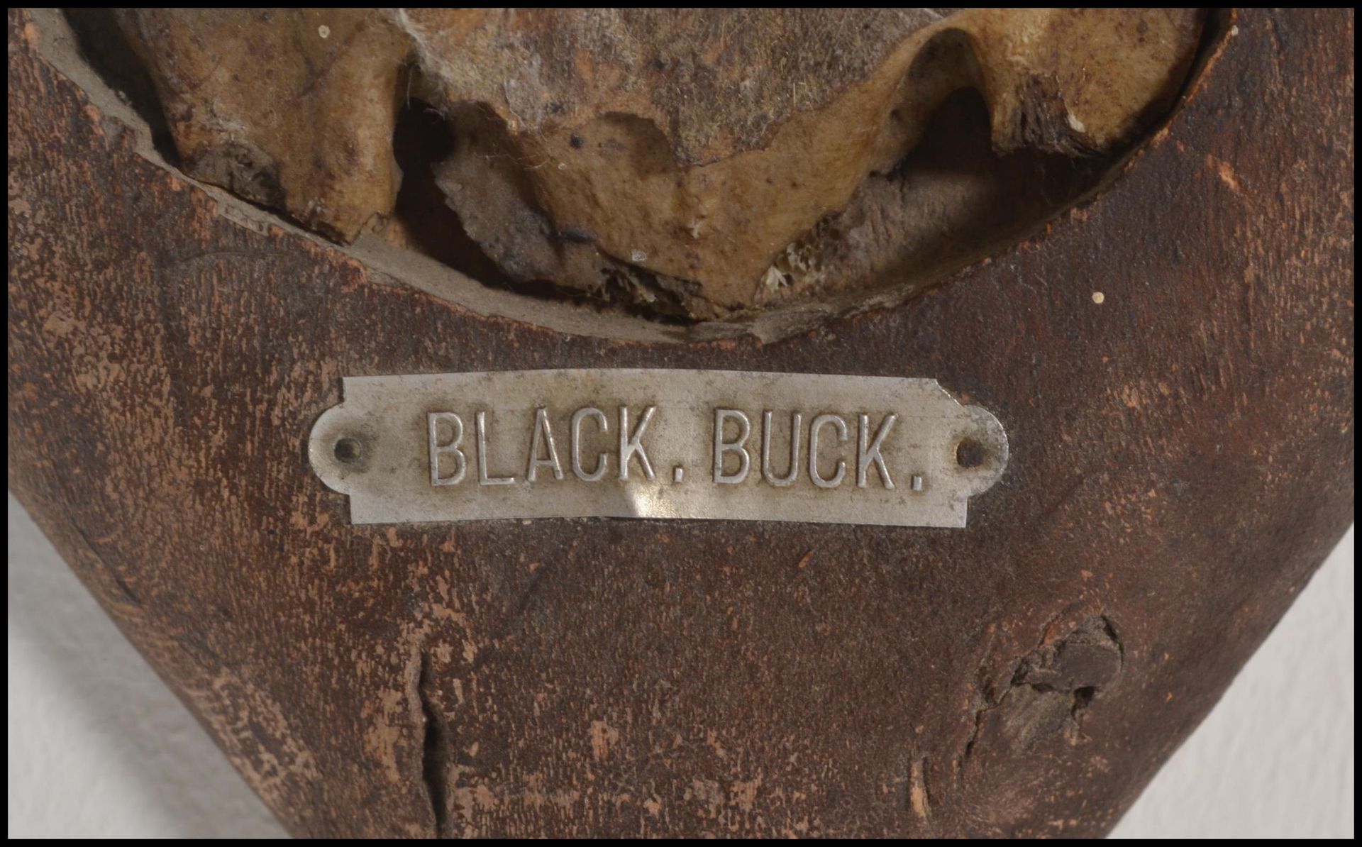 Taxidermy Interest. A pair of early 20th Century wall mounted Black Buck horns, set to a small - Bild 2 aus 5