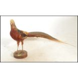 An early 20th Century taxidermy golden pheasant being raised on a wooden log base. 42cms high