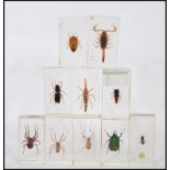 A group of ten taxidermy insect specimens set within resin blocks to include spiders beetles and