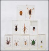 A group of ten taxidermy insect specimens set within resin blocks to include spiders beetles and