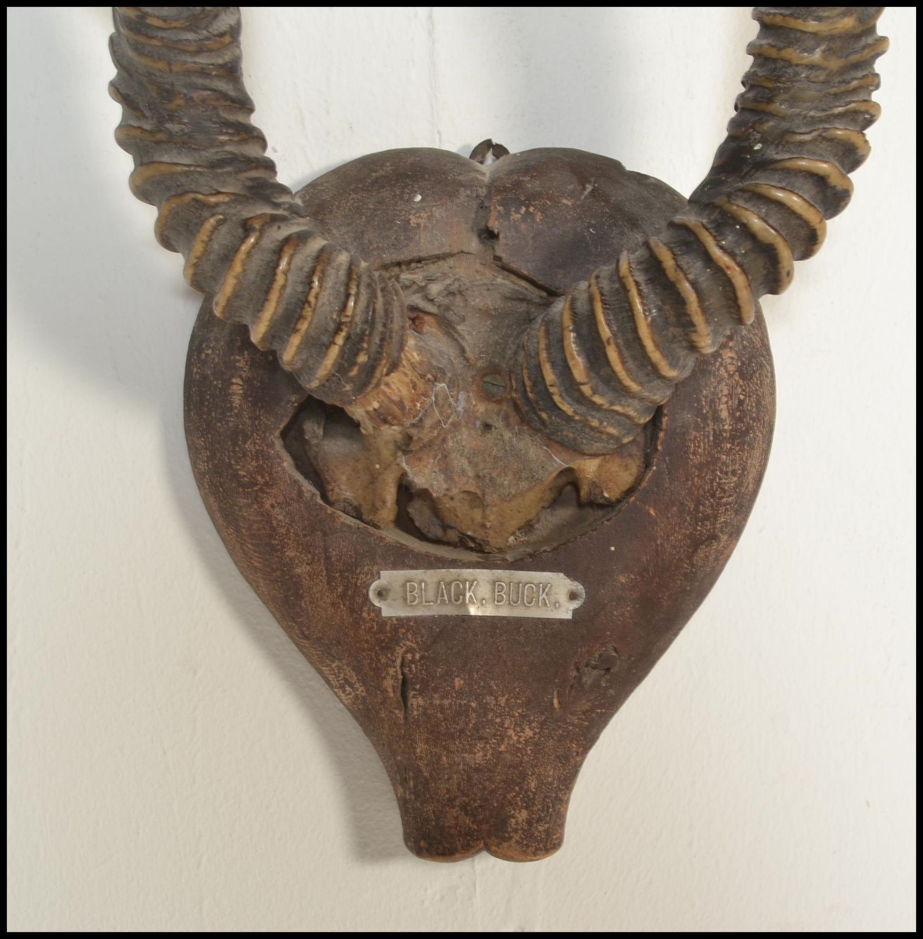 Taxidermy Interest. A pair of early 20th Century wall mounted Black Buck horns, set to a small - Bild 3 aus 5