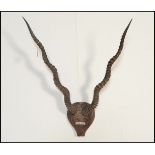 Taxidermy Interest. A pair of early 20th Century wall mounted Black Buck horns, set to a small