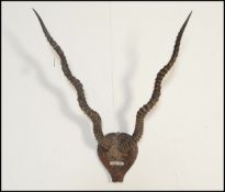 Taxidermy Interest. A pair of early 20th Century wall mounted Black Buck horns, set to a small