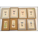 A collection of 6 detailed gouache painting /  studies of butterflies signed to the bottom right ADA