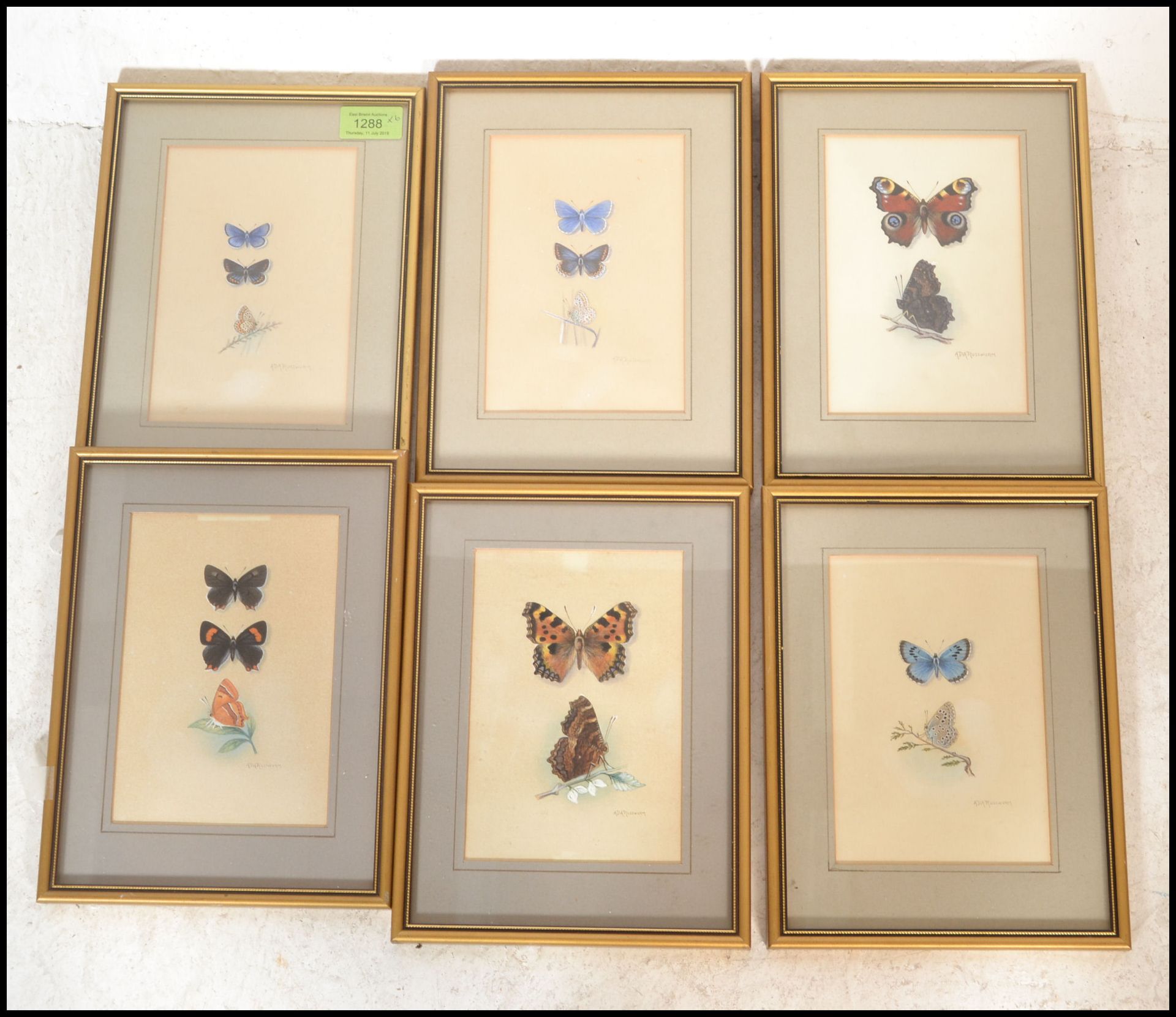 A collection of 6 detailed gouache painting /  studies of butterflies signed to the bottom right ADA