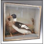 TAXIDERMY INTEREST FRAMED EXAMPLE OF A RED BREASTE