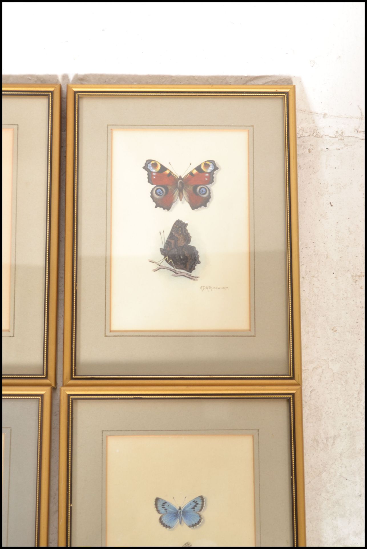 A collection of 6 detailed gouache painting /  studies of butterflies signed to the bottom right ADA - Image 6 of 7