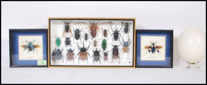A collection of taxidermy framed and glazed beetles and bugs, mounted together with two individual