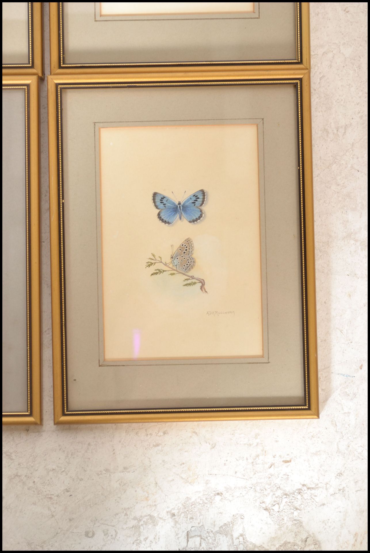 A collection of 6 detailed gouache painting /  studies of butterflies signed to the bottom right ADA - Image 7 of 7