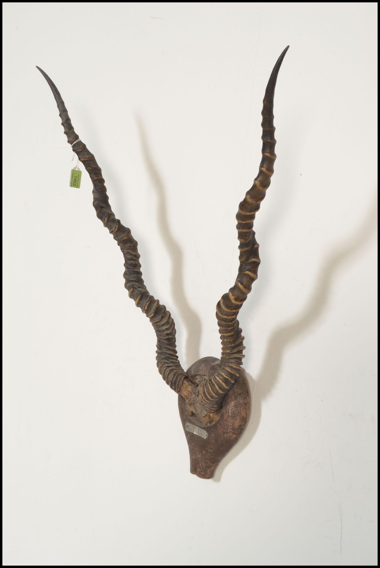 Taxidermy Interest. A pair of early 20th Century wall mounted Black Buck horns, set to a small - Bild 4 aus 5