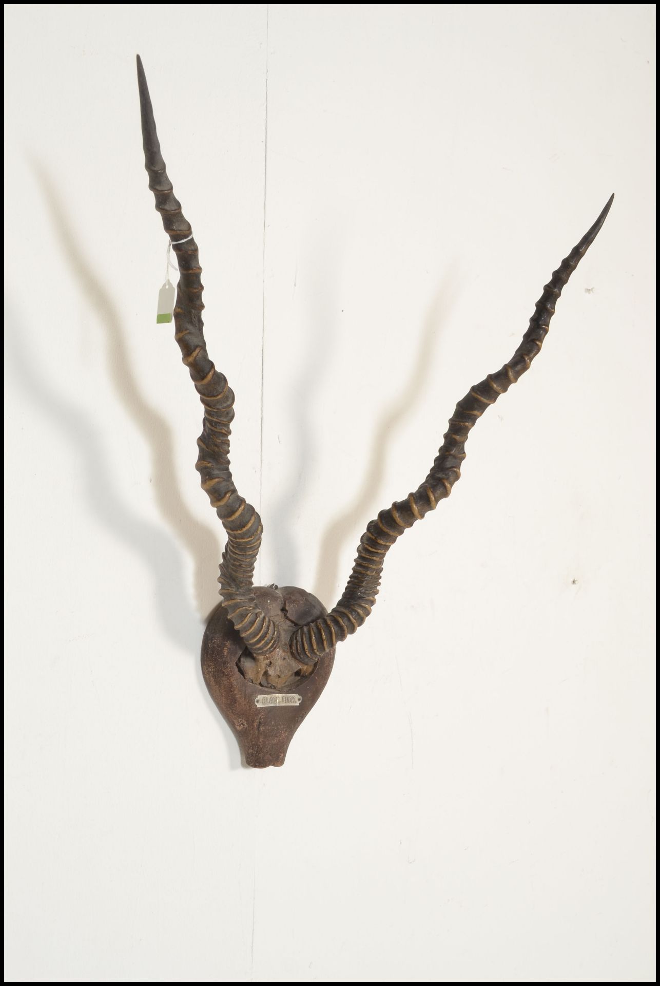 Taxidermy Interest. A pair of early 20th Century wall mounted Black Buck horns, set to a small - Bild 5 aus 5