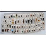 A large collection of contemporary taxidermy insects and arachnids, the insects and arachnids set