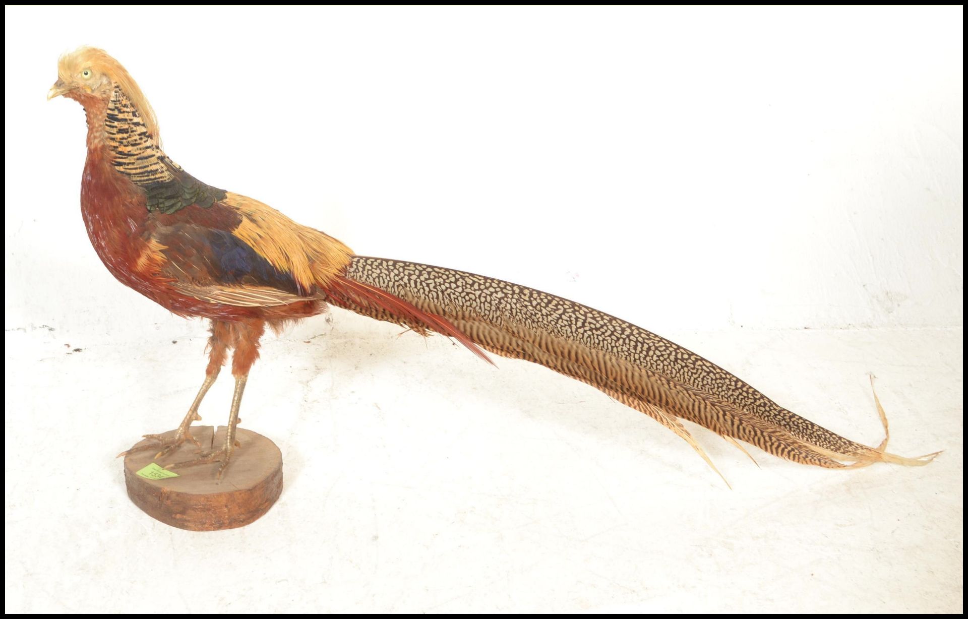 An early 20th Century taxidermy golden pheasant be - Bild 3 aus 6